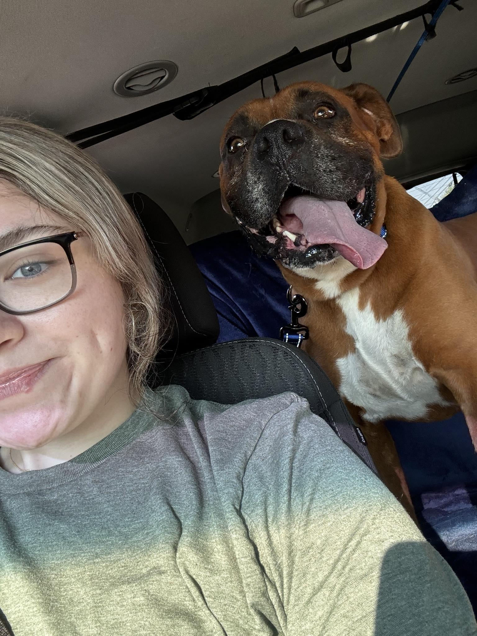 Rufus, a Adopted Boxer in Shakopee, MN image 3/3