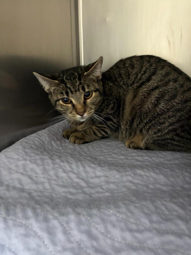 Elisha, a Adoptable mixed breed in Clarksville, TN image 1/2