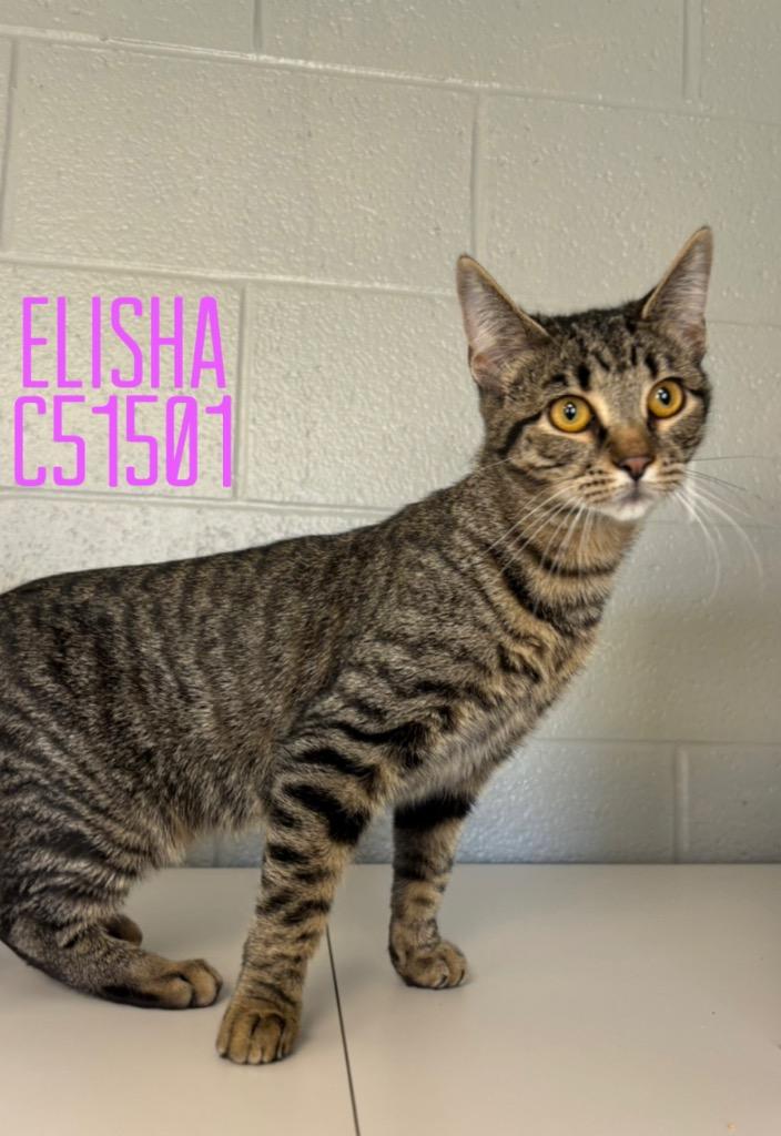 Elisha, a Adoptable mixed breed in Clarksville, TN image 2/2
