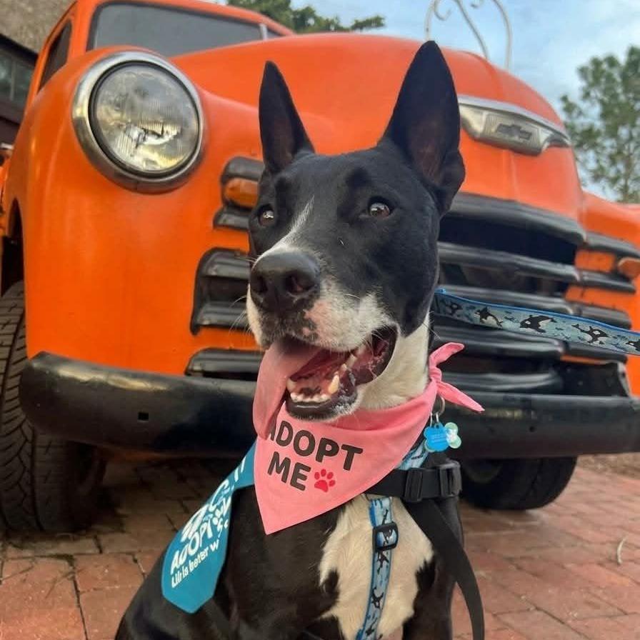 Enlarge Orca, a Adoptable mixed breed in Ocala, FL image 5/6