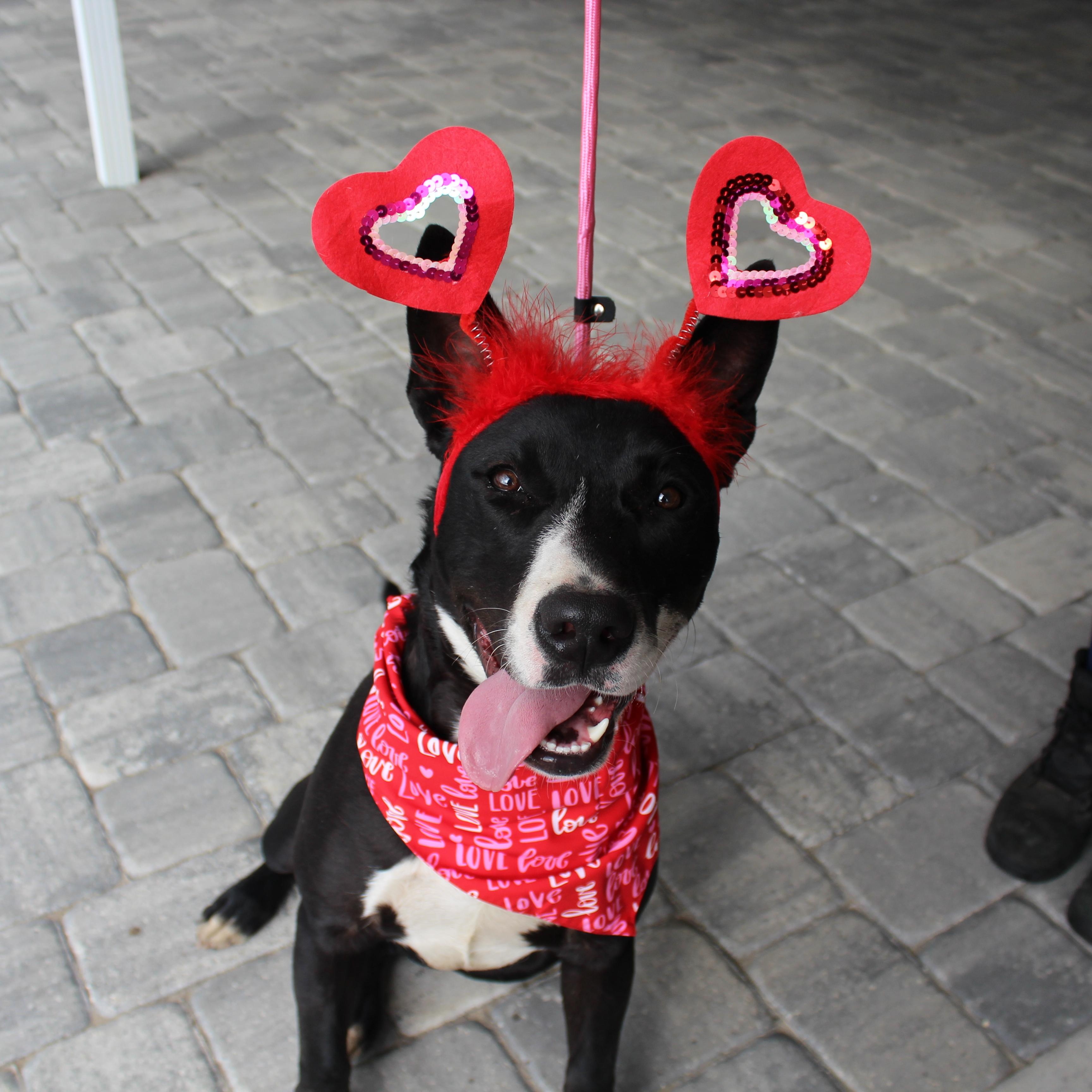 Enlarge Orca, an adoptable mixed breed in Ocala, FL image 5/5