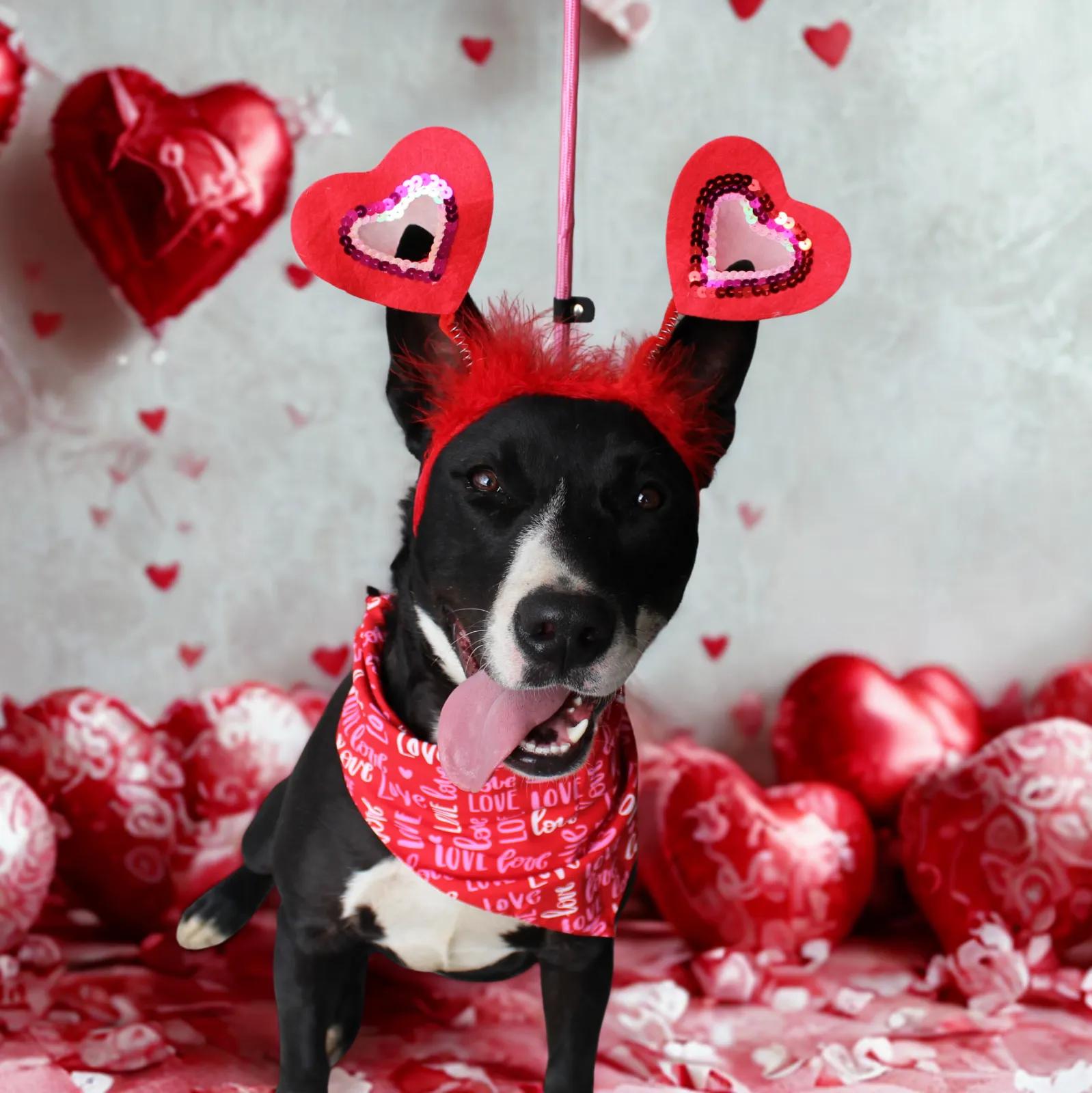 Enlarge Orca, an adoptable mixed breed in Ocala, FL image 1/5