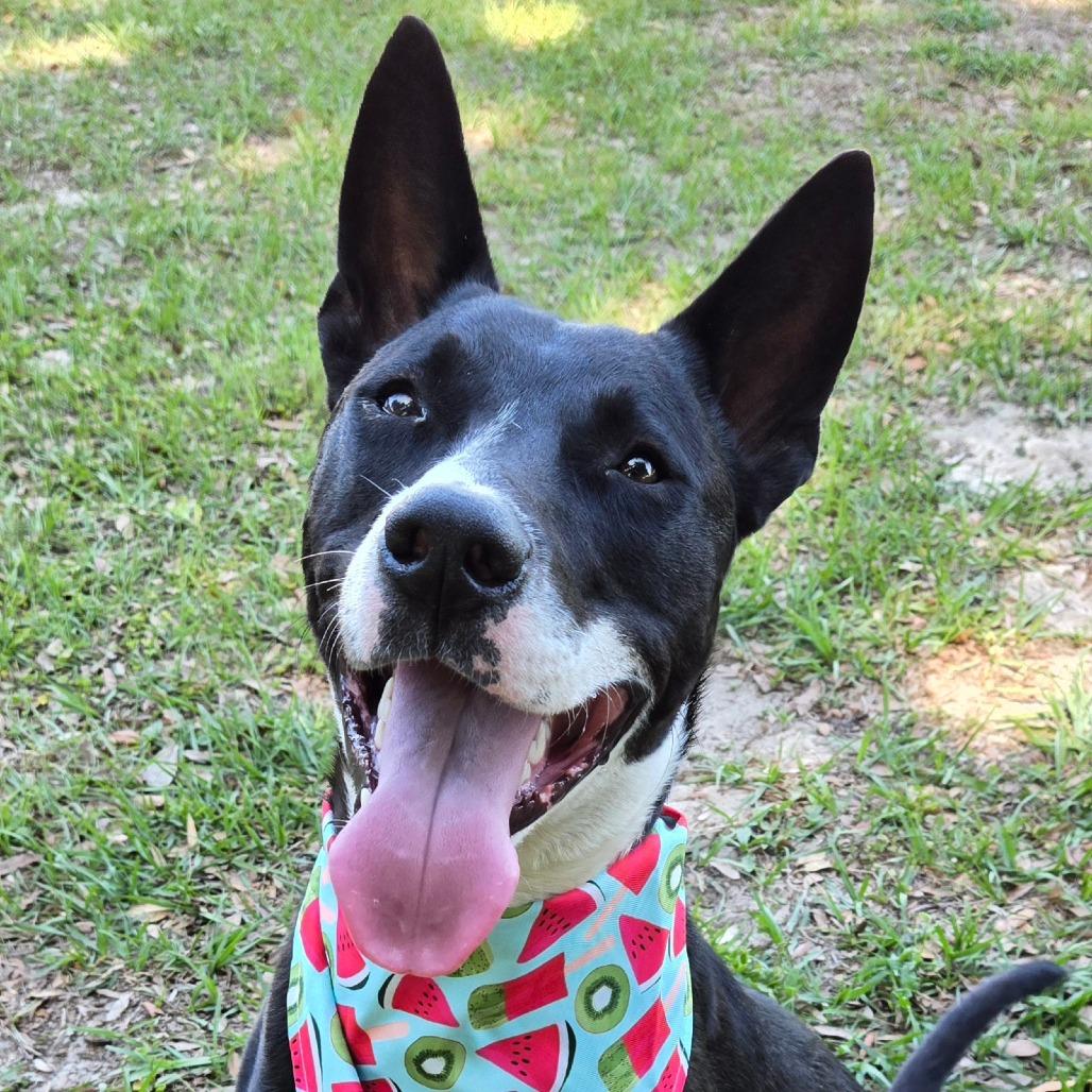 Enlarge Orca, an adoptable mixed breed in Ocala, FL image 3/6