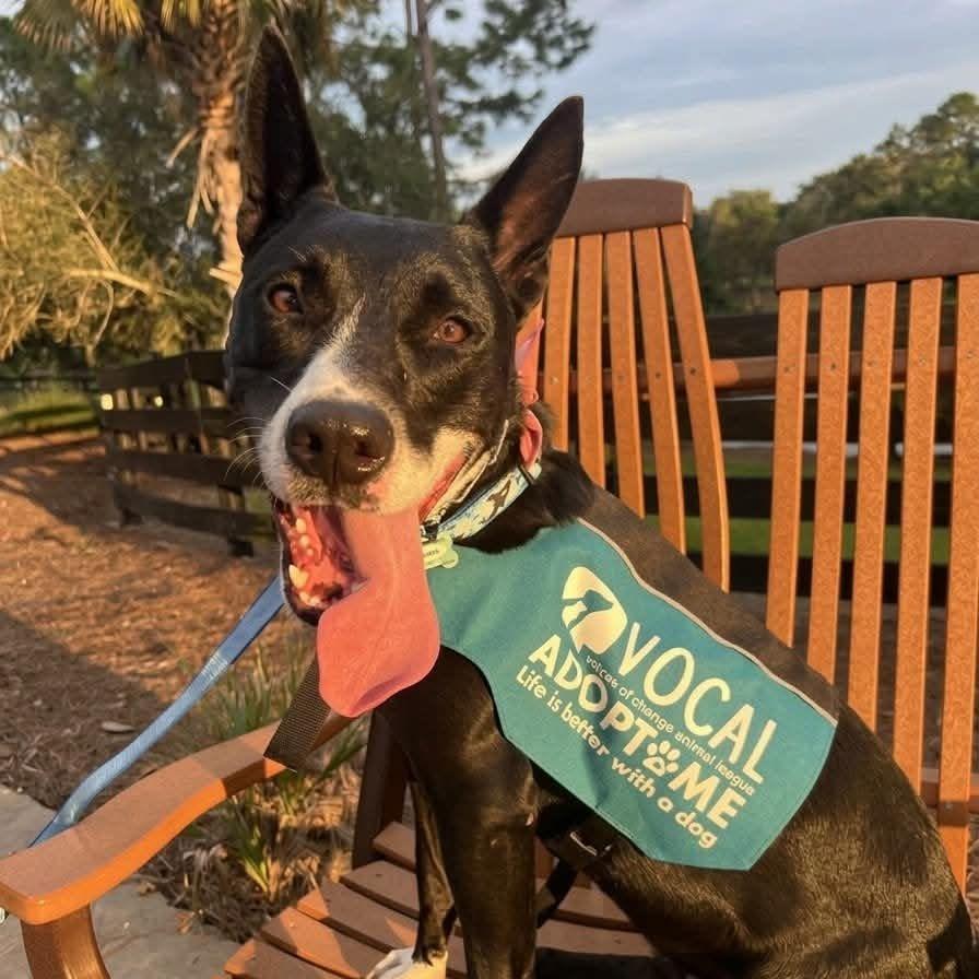 Orca, Adoptable, Adult Male German Shepherd Dog & Cattle Dog.