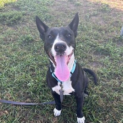 Enlarge Orca, an adoptable mixed breed in Ocala, FL image 3/5