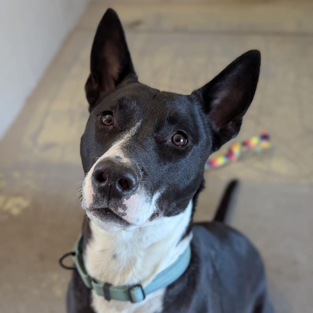 Enlarge Orca, an adoptable mixed breed in Ocala, FL image 2/5