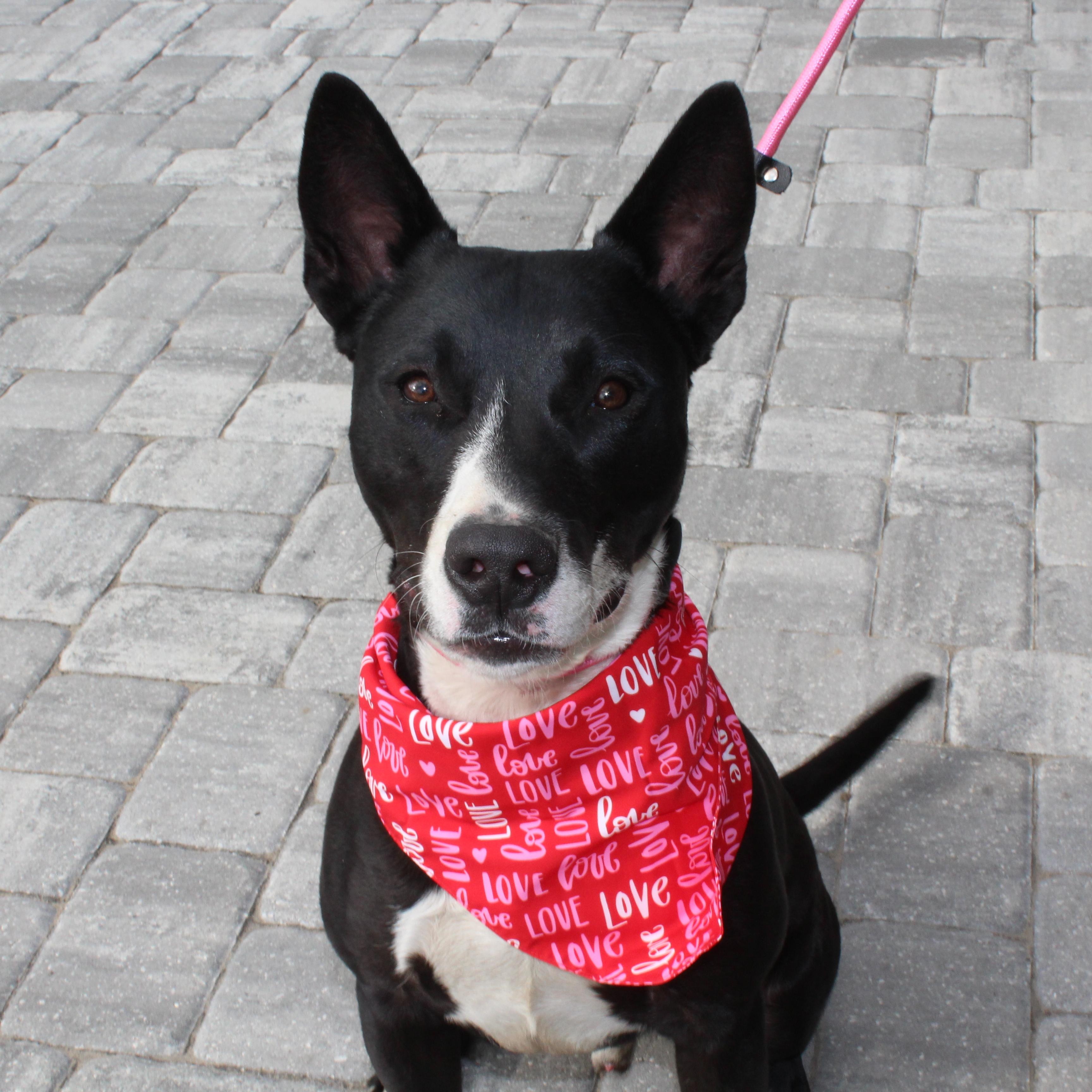 Enlarge Orca, an adoptable mixed breed in Ocala, FL image 4/5
