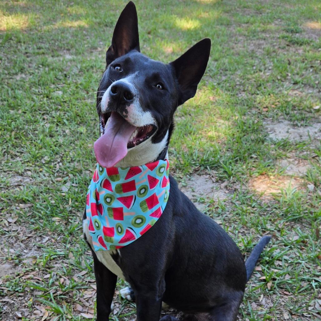 Enlarge Orca, an adoptable mixed breed in Ocala, FL image 1/6