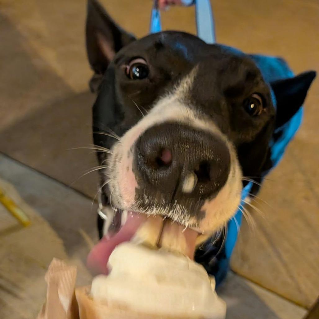Enlarge Orca, a Adoptable mixed breed in Ocala, FL image 2/6
