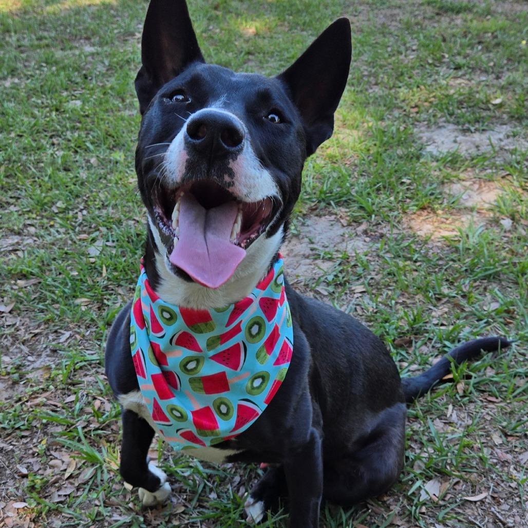 Enlarge Orca, an adoptable mixed breed in Ocala, FL image 6/6