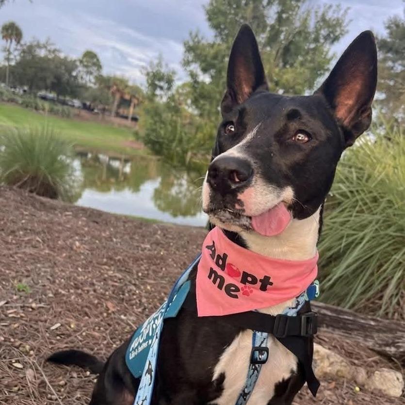 Enlarge Orca, a Adoptable mixed breed in Ocala, FL image 3/6