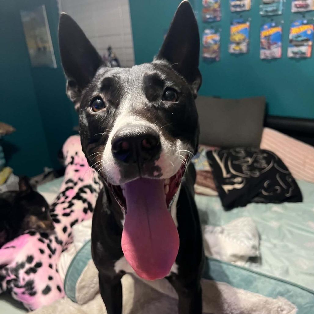 Enlarge Orca, a Adoptable mixed breed in Ocala, FL image 6/6