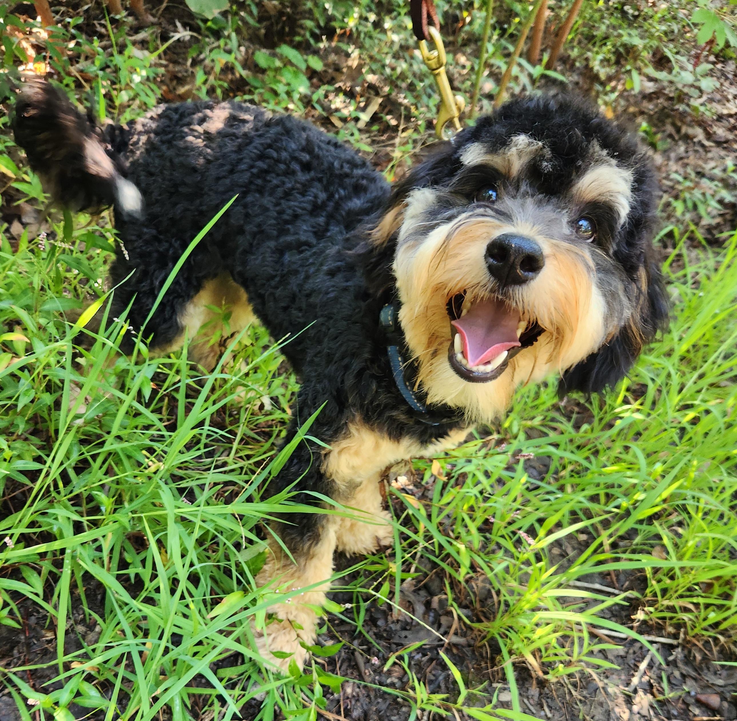Enlarge Max, an adopted mixed breed in Pelzer, SC image 6/6