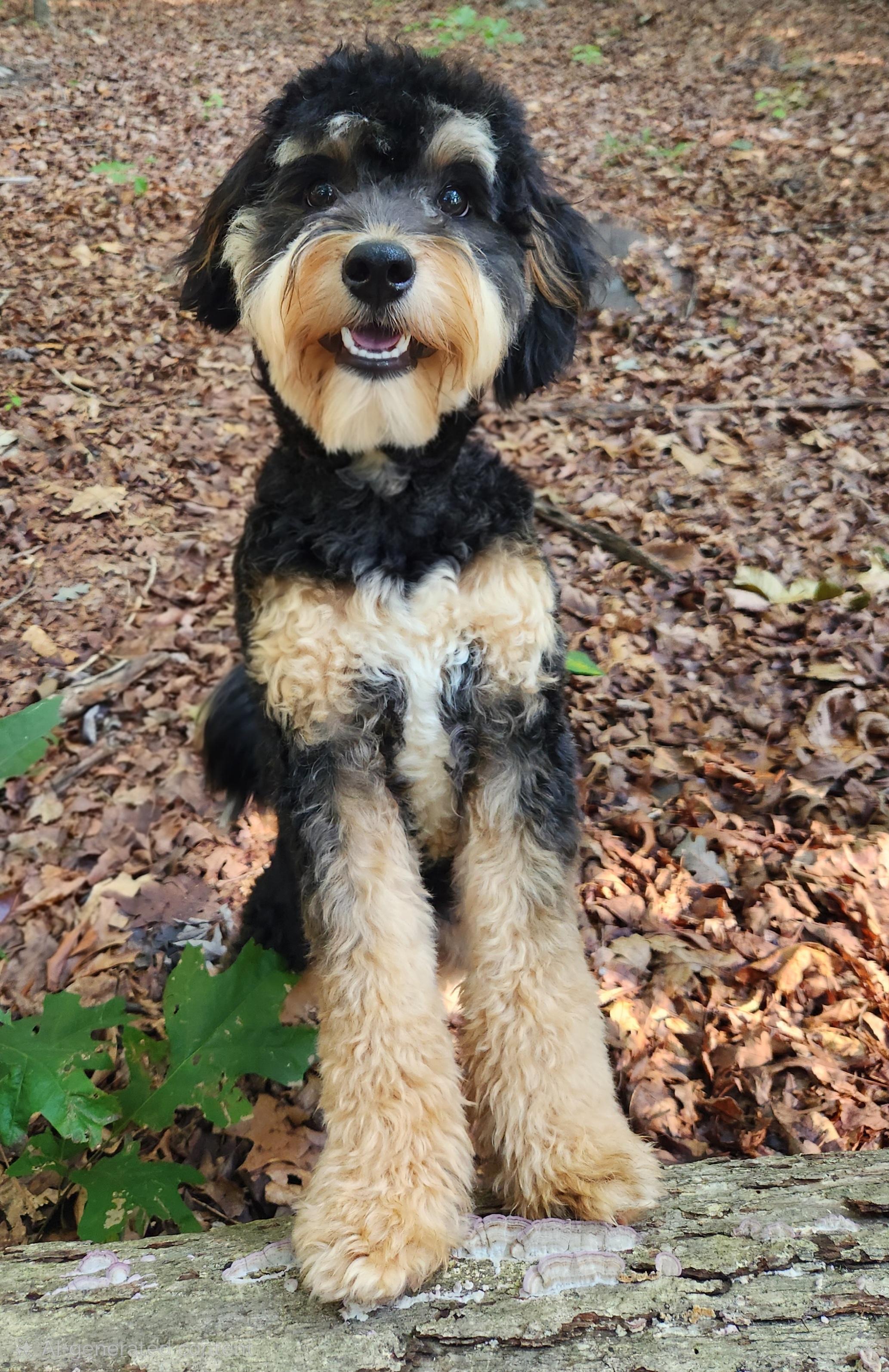 Enlarge Max, an adopted mixed breed in Pelzer, SC image 5/6