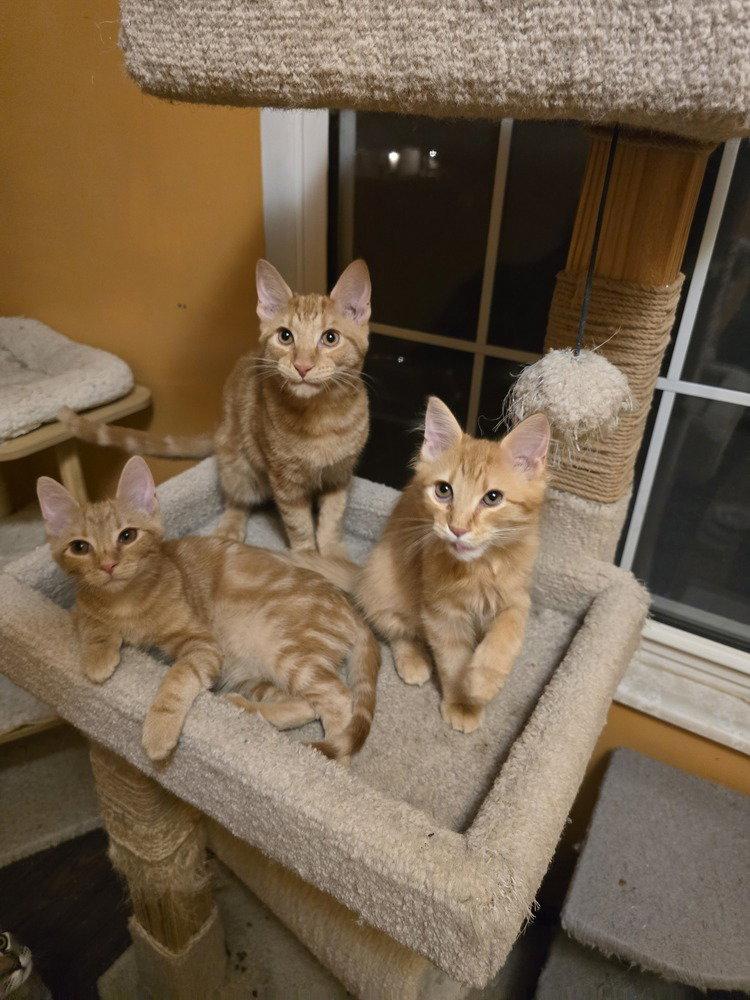 David, Adoptable, Kitten Male Domestic Short Hair.