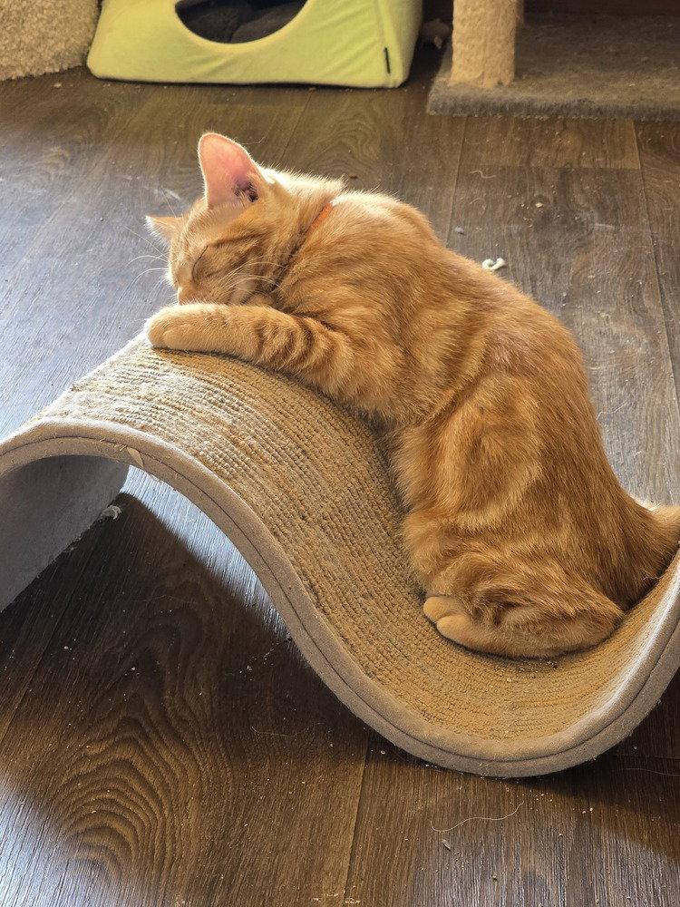 Enlarge David, a Adoptable Domestic Short Hair in O'Fallon, MO image 2/3