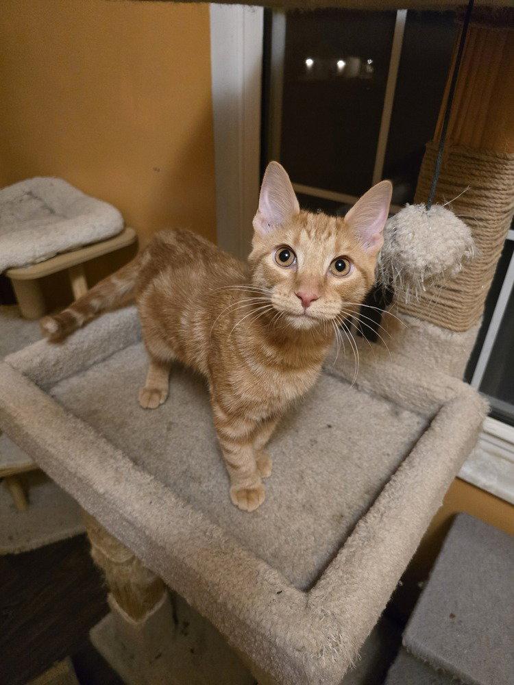 Enlarge David, a Adoptable Domestic Short Hair in O'Fallon, MO image 3/3