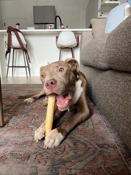 Jibarito, Adoptable, Young Male Mixed Breed & Mixed Breed.