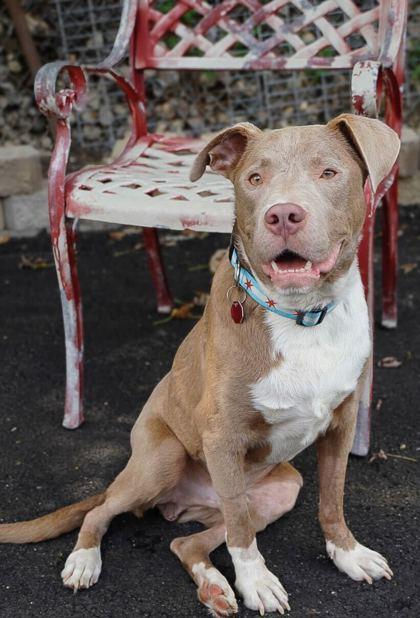 Enlarge Jibarito, a Adoptable Mixed Breed in Chicago, IL image 3/3