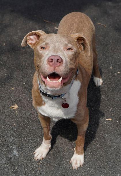 Enlarge Jibarito, a Adoptable Mixed Breed in Chicago, IL image 5/5