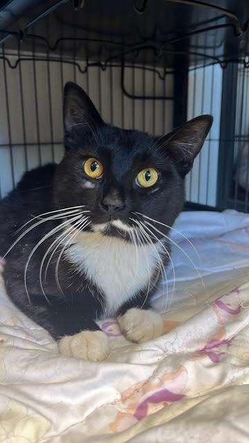 GILL, an adoptable Domestic Short Hair in Ironwood, MI, 49938 | Photo Image 1