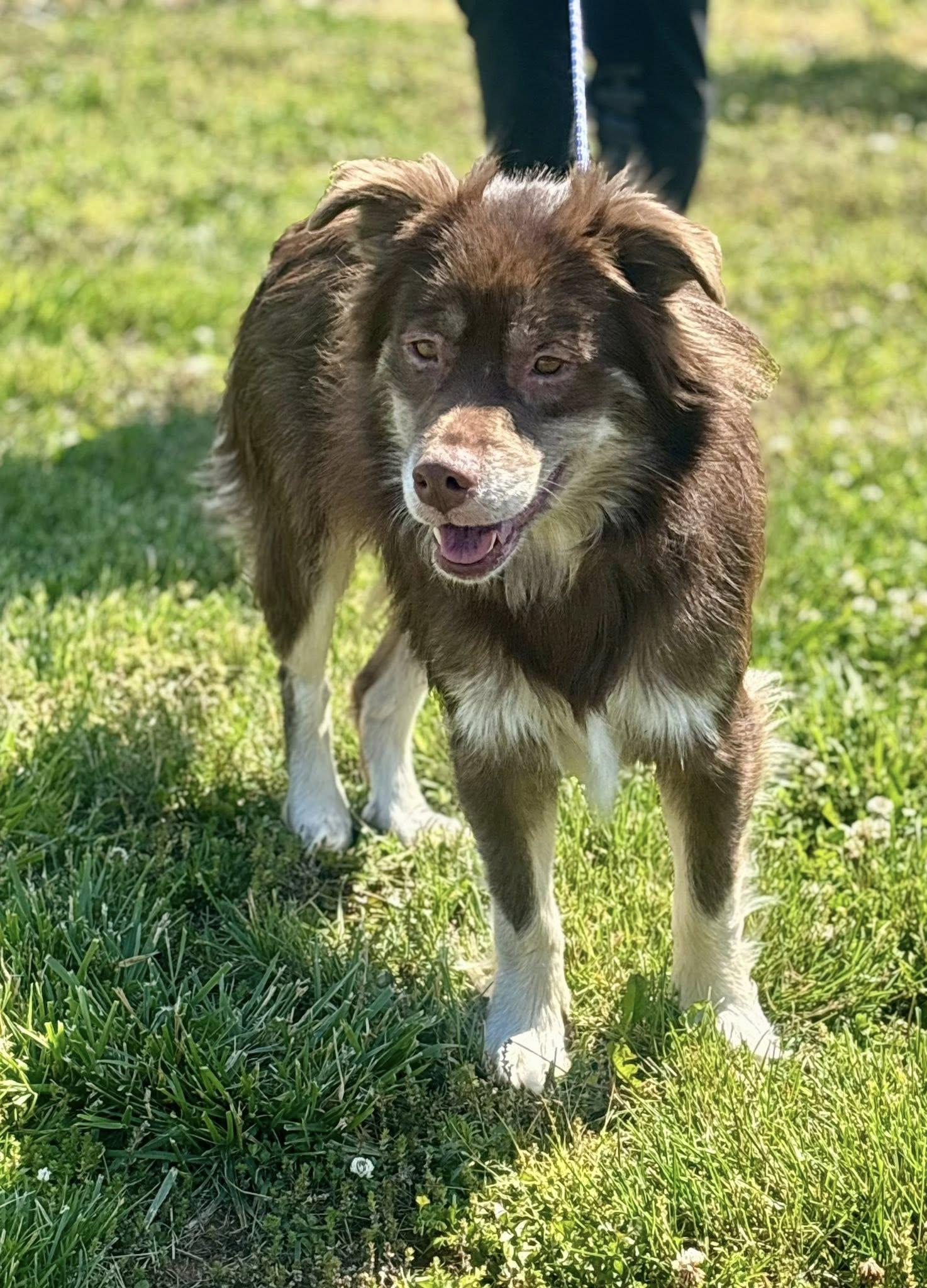 Ozzy, an adopted Australian Shepherd in Franklin, KY image 2/3