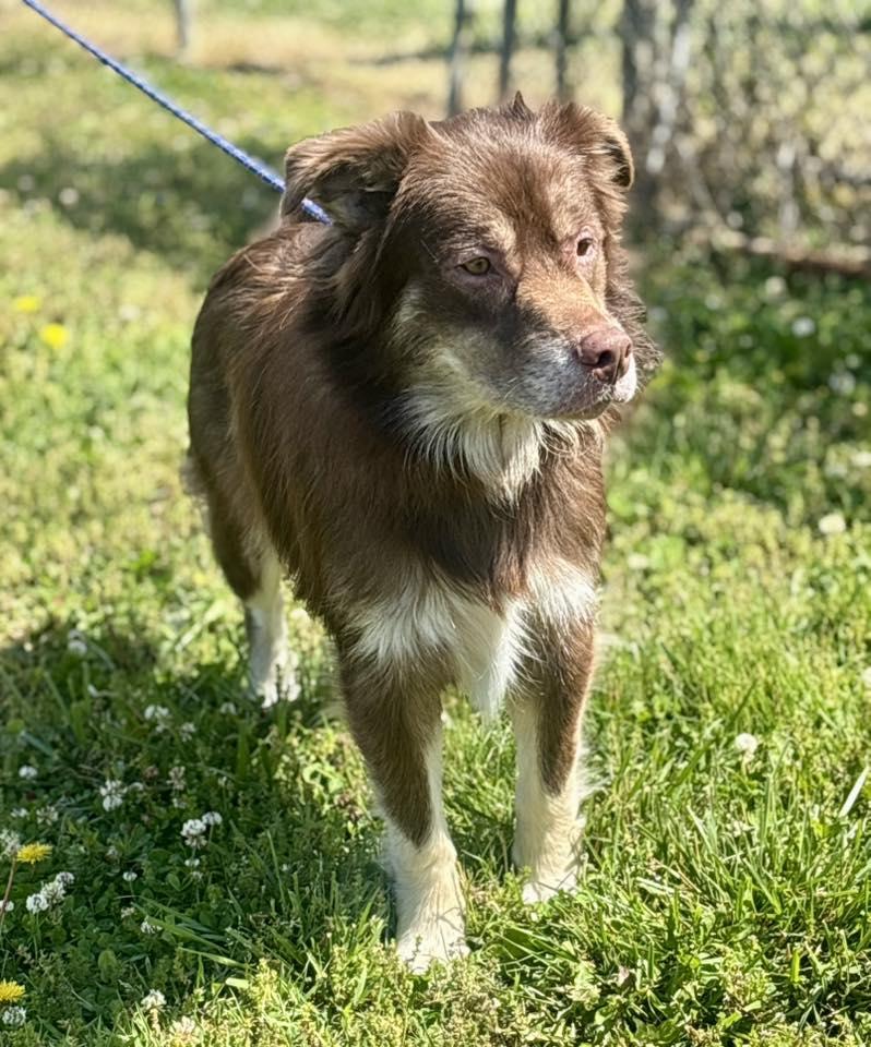 Ozzy, an adopted Australian Shepherd in Franklin, KY image 3/3