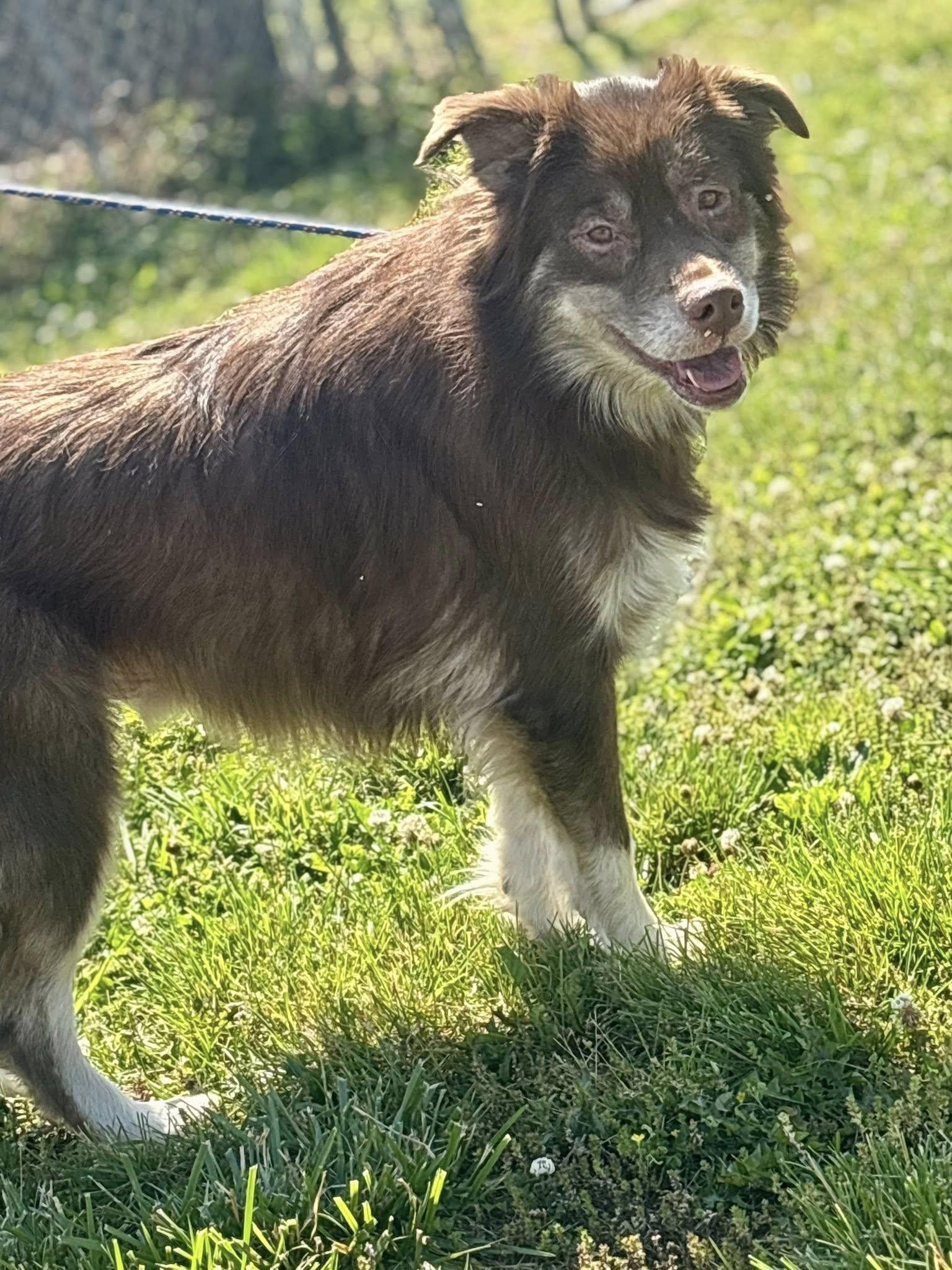 Ozzy, an adopted Australian Shepherd in Franklin, KY image 1/3