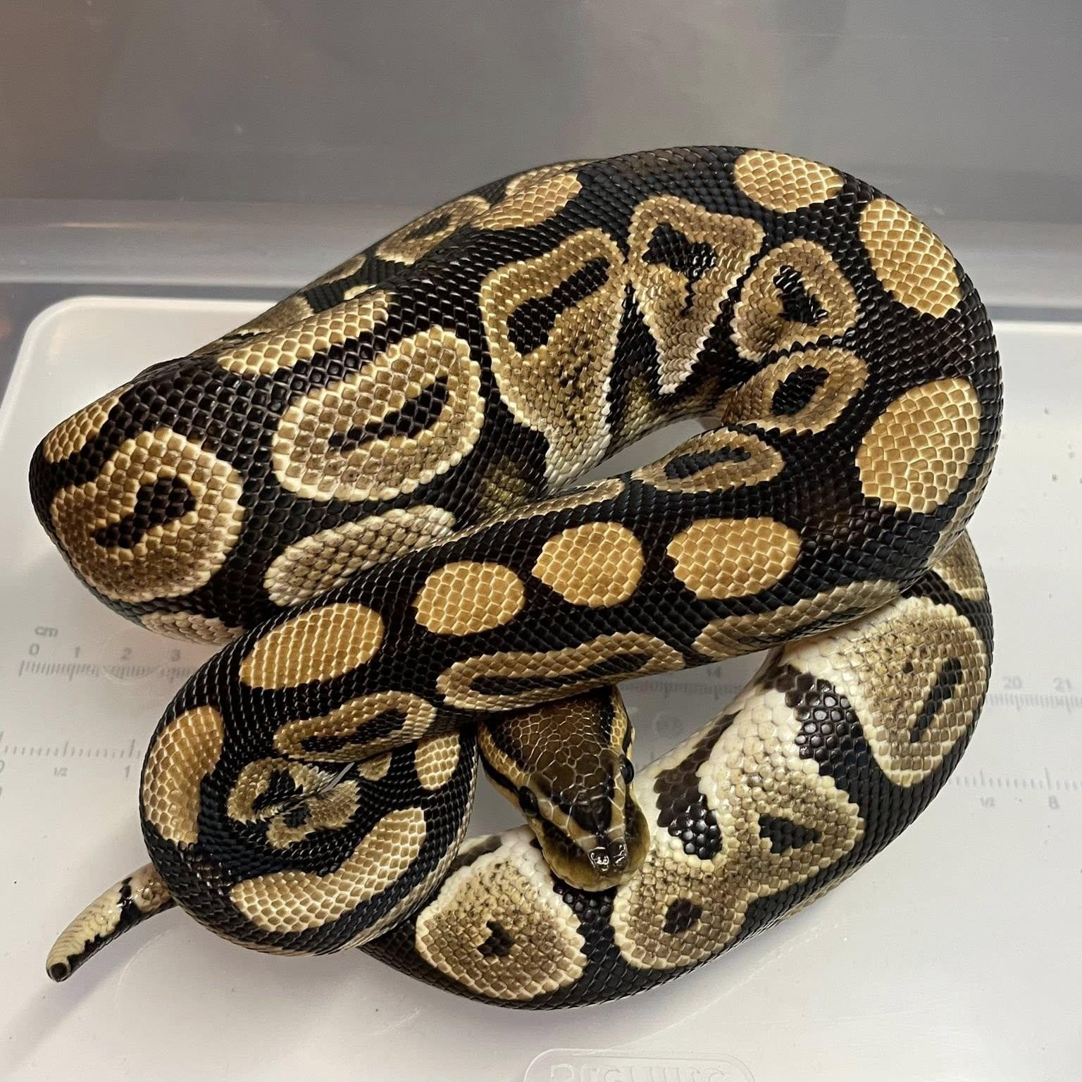 Enlarge Lois Lane, a ADOPTABLE Ball Python in Durham, NC image 1/1