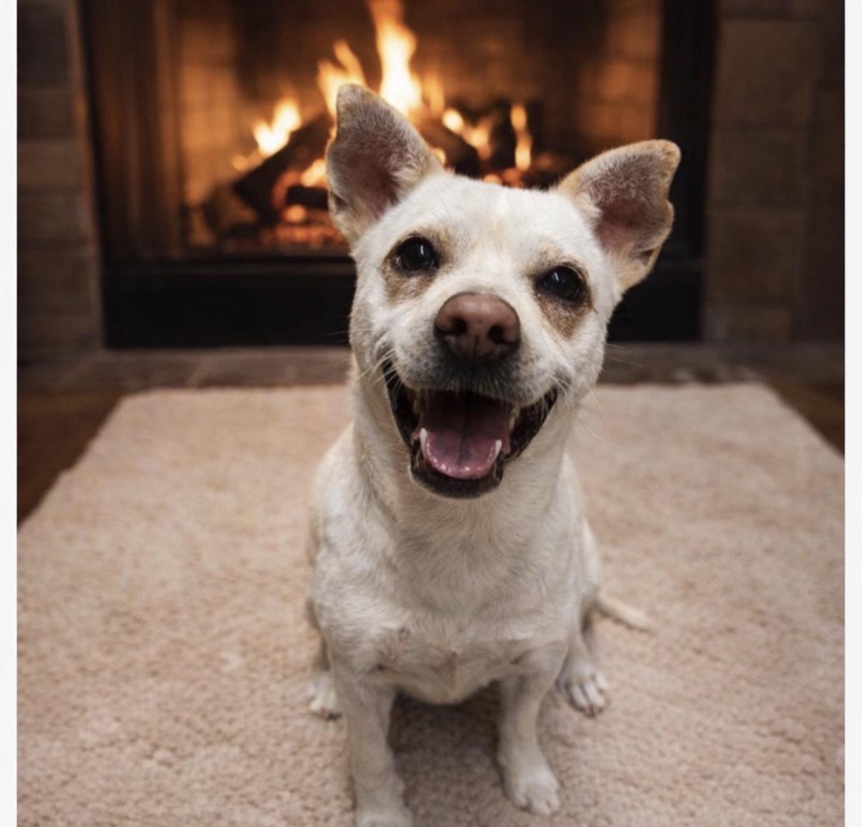 Arlo, a ADOPTABLE mixed breed in Wanaque, NJ image 2/2