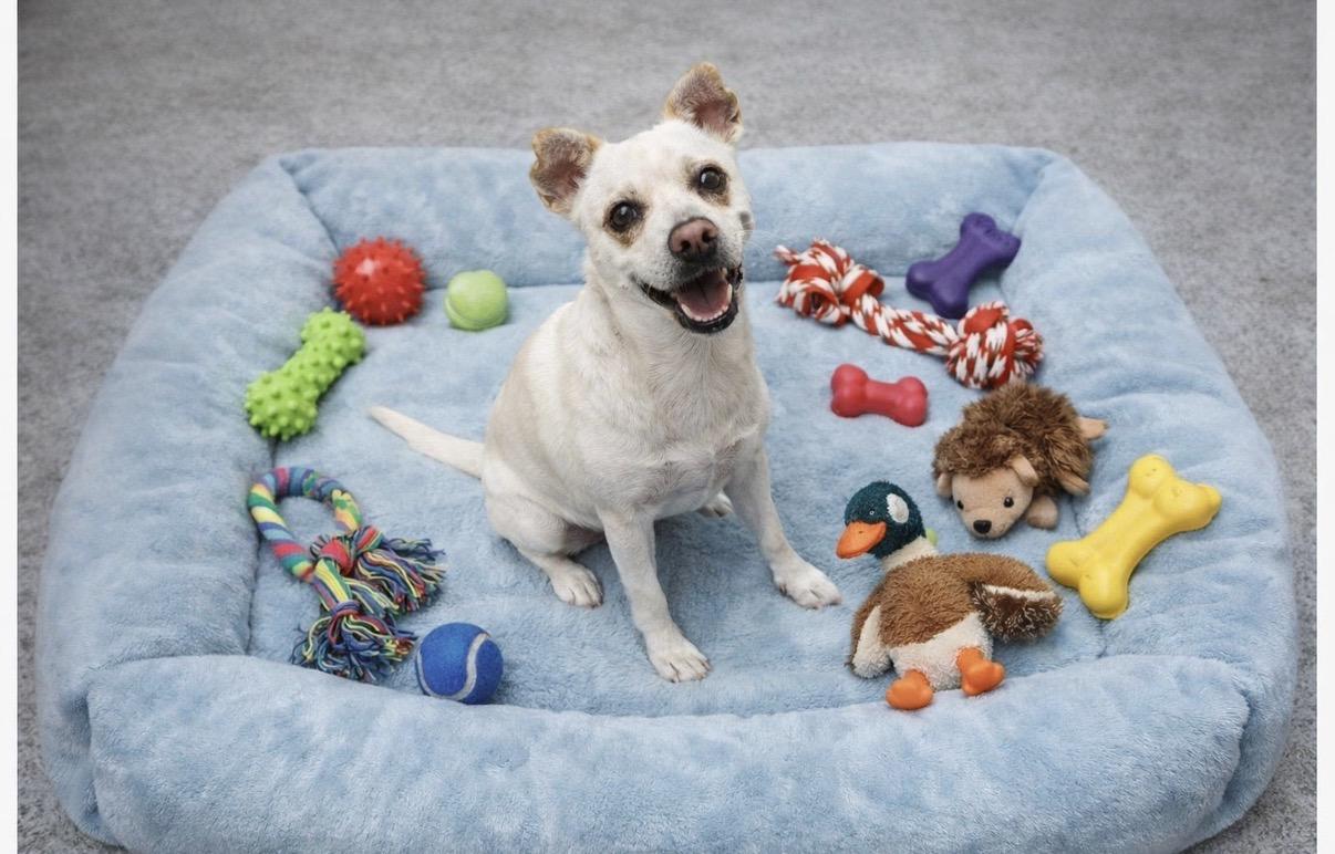 Arlo, ADOPTABLE, Adult Male Feist & Mixed Breed.