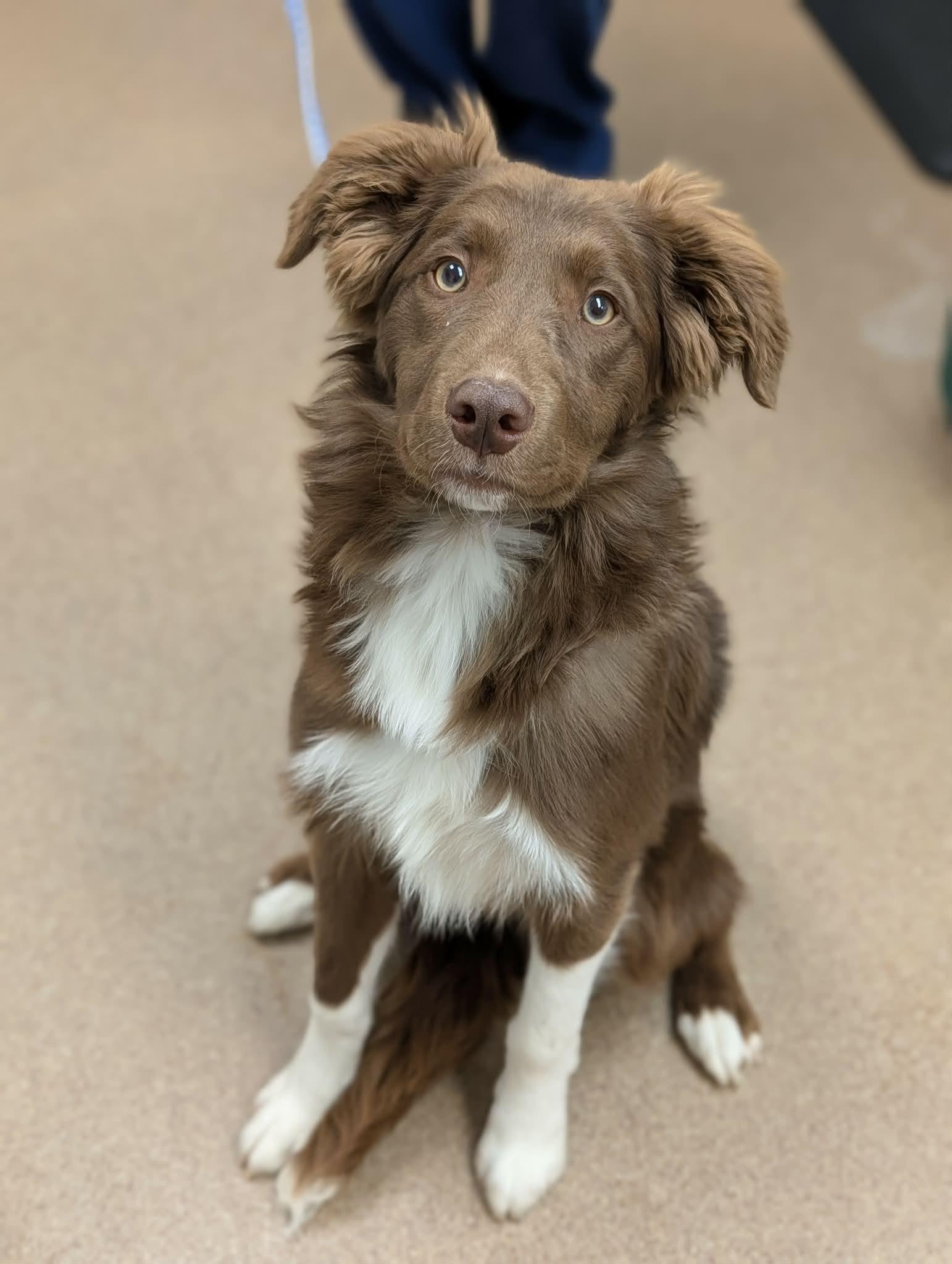 Enlarge Shadow, an adopted Border Collie in Chambersburg, PA image 1/2