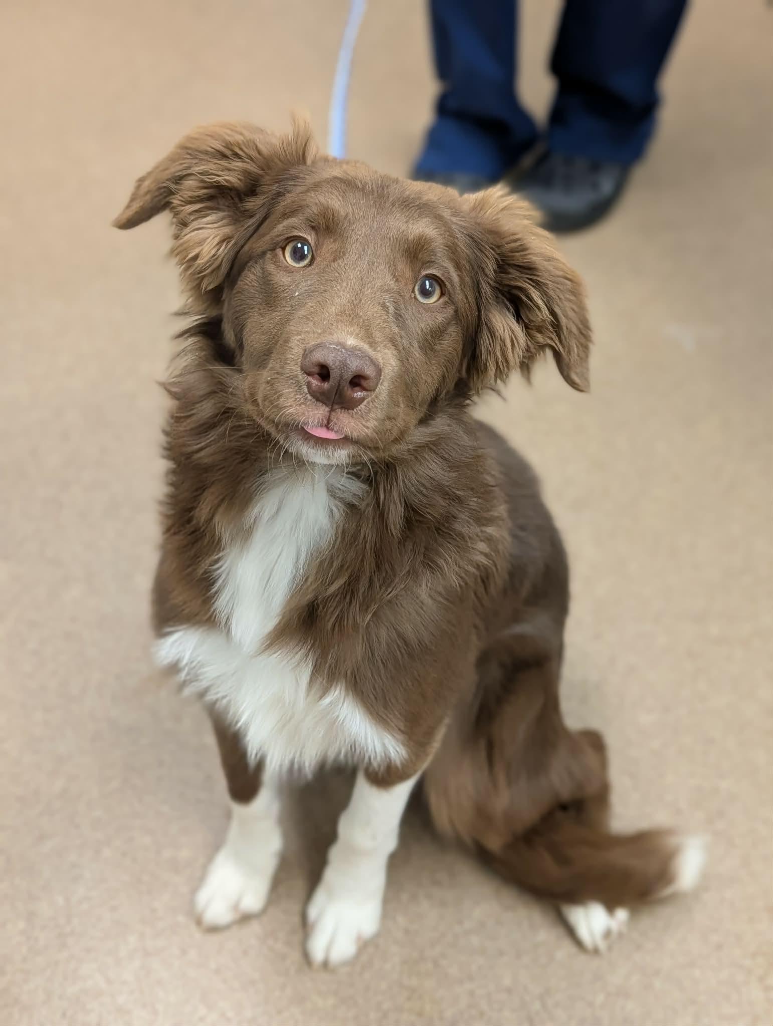 Enlarge Shadow, an adopted Border Collie in Chambersburg, PA image 2/2