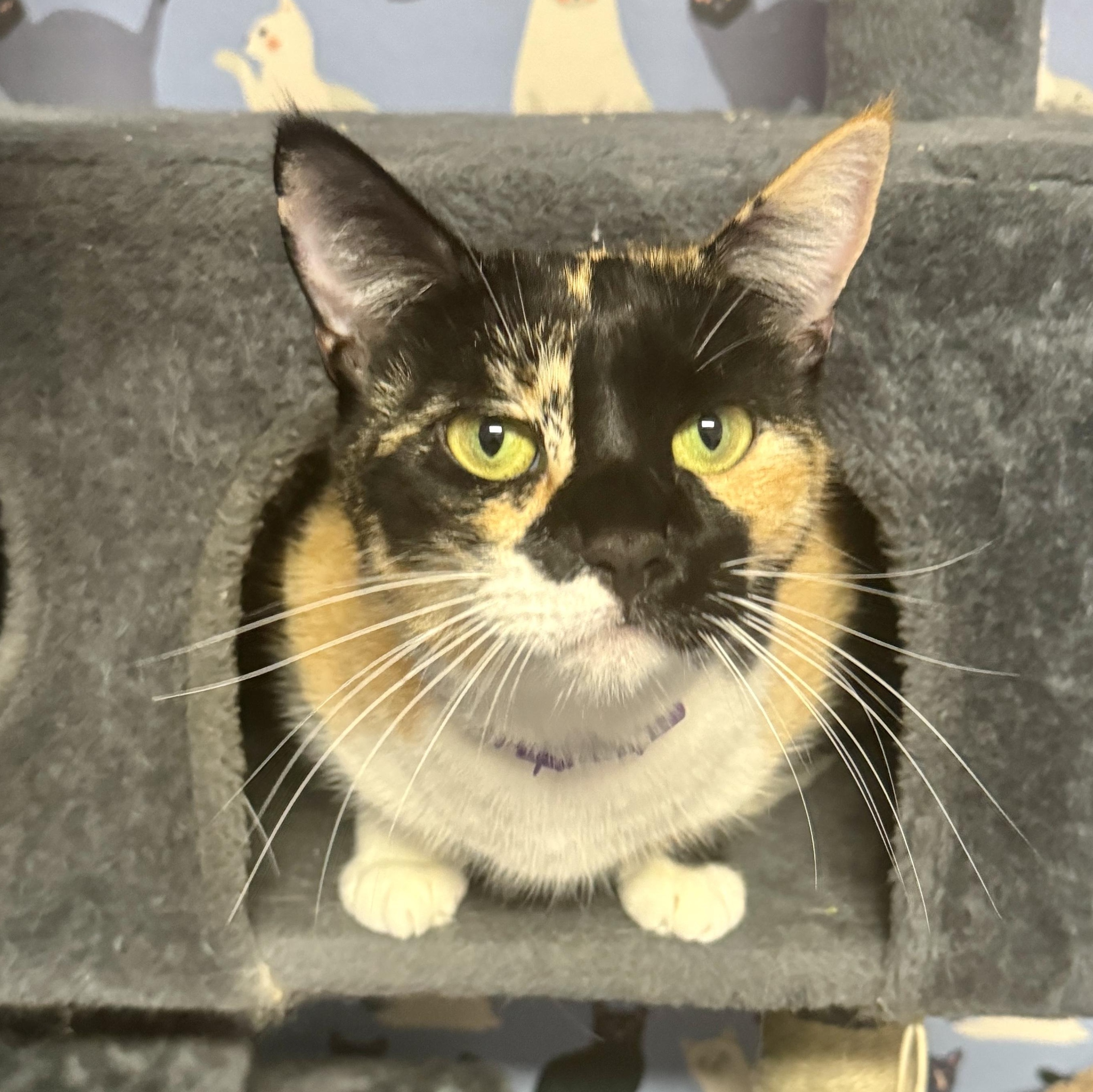 Athena (Calico goddess!), a Adoptable mixed breed in Houston, TX image 3/6
