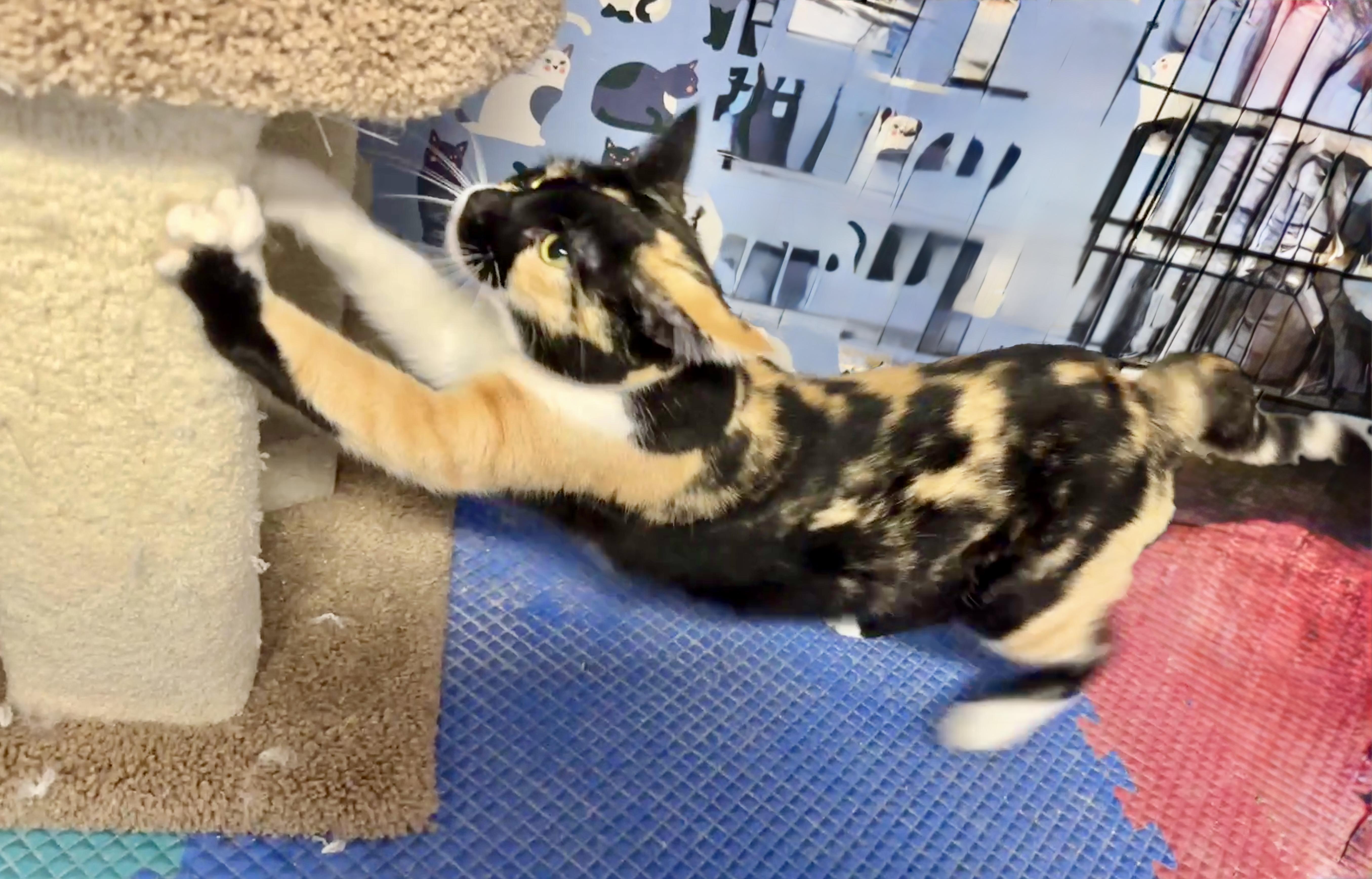 Athena (Calico goddess!), Adoptable, Young Female Calico & Domestic Short Hair.