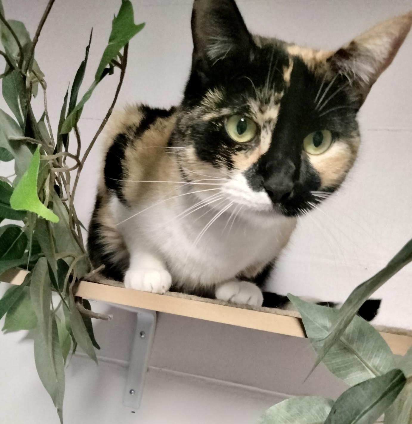 Athena (Calico goddess!), a Adoptable mixed breed in Houston, TX image 5/6
