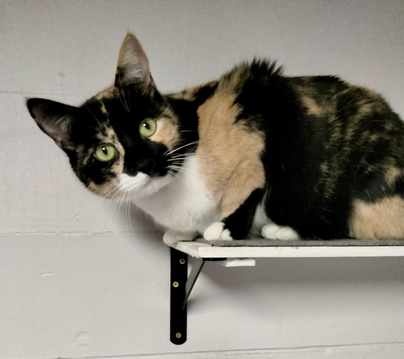 Athena (Calico goddess!), a Adoptable mixed breed in Houston, TX image 4/6