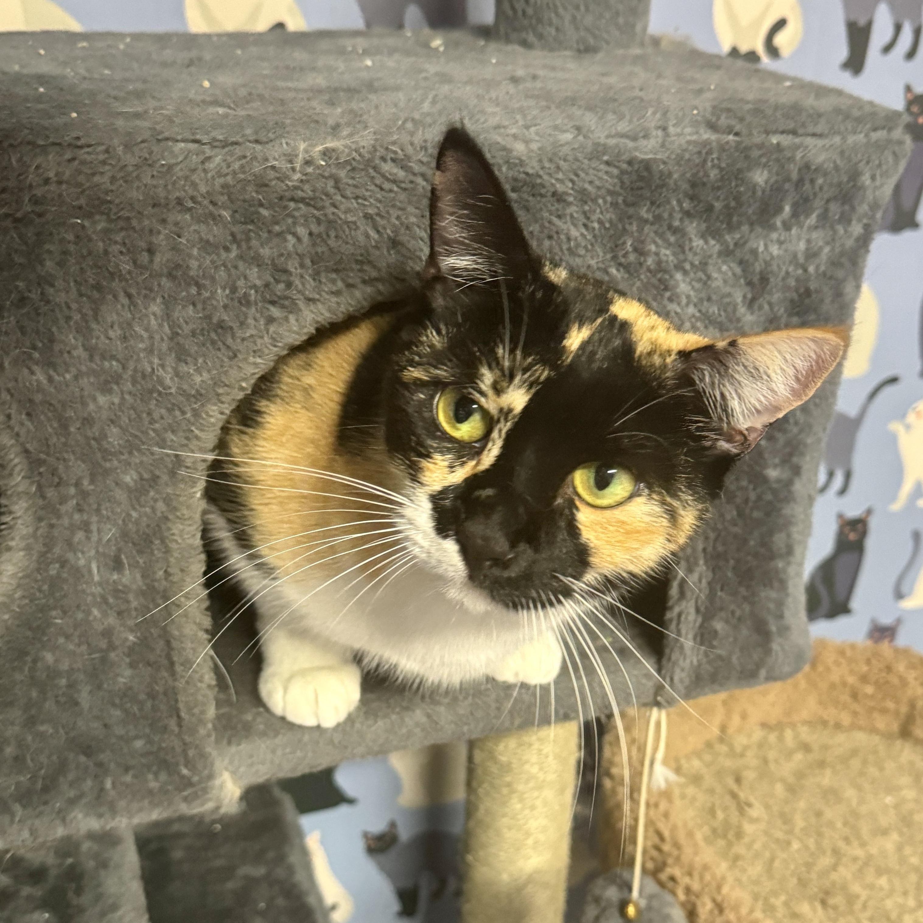Athena (Calico goddess!), a Adoptable mixed breed in Houston, TX image 6/6