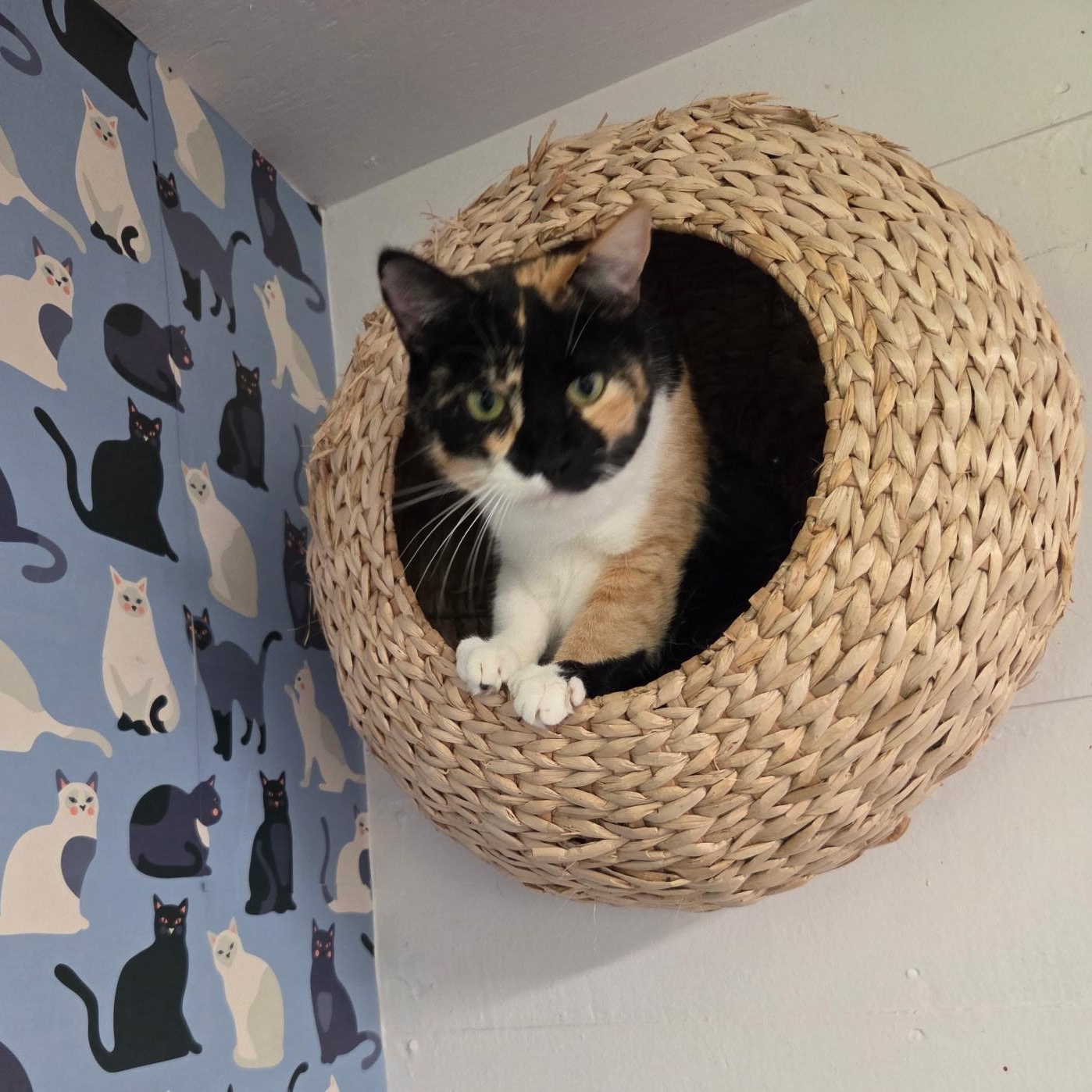 Athena (Calico goddess!), a Adoptable mixed breed in Houston, TX image 1/6