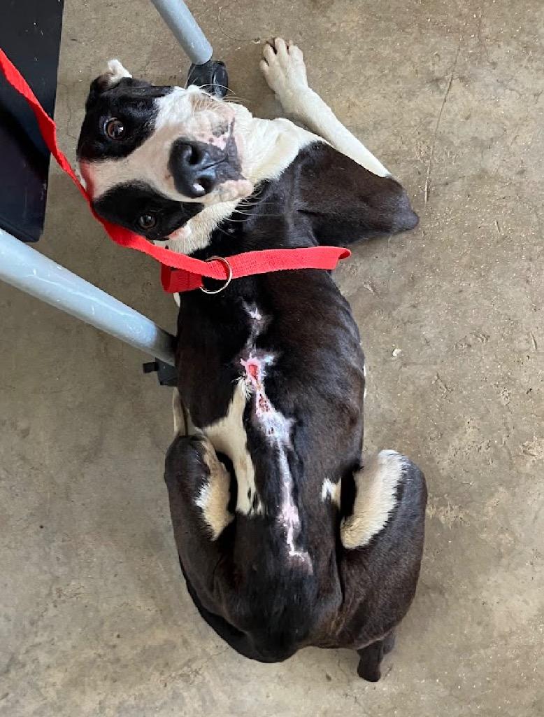 Benito, Adoptable, Adult Male Pit Bull Terrier.