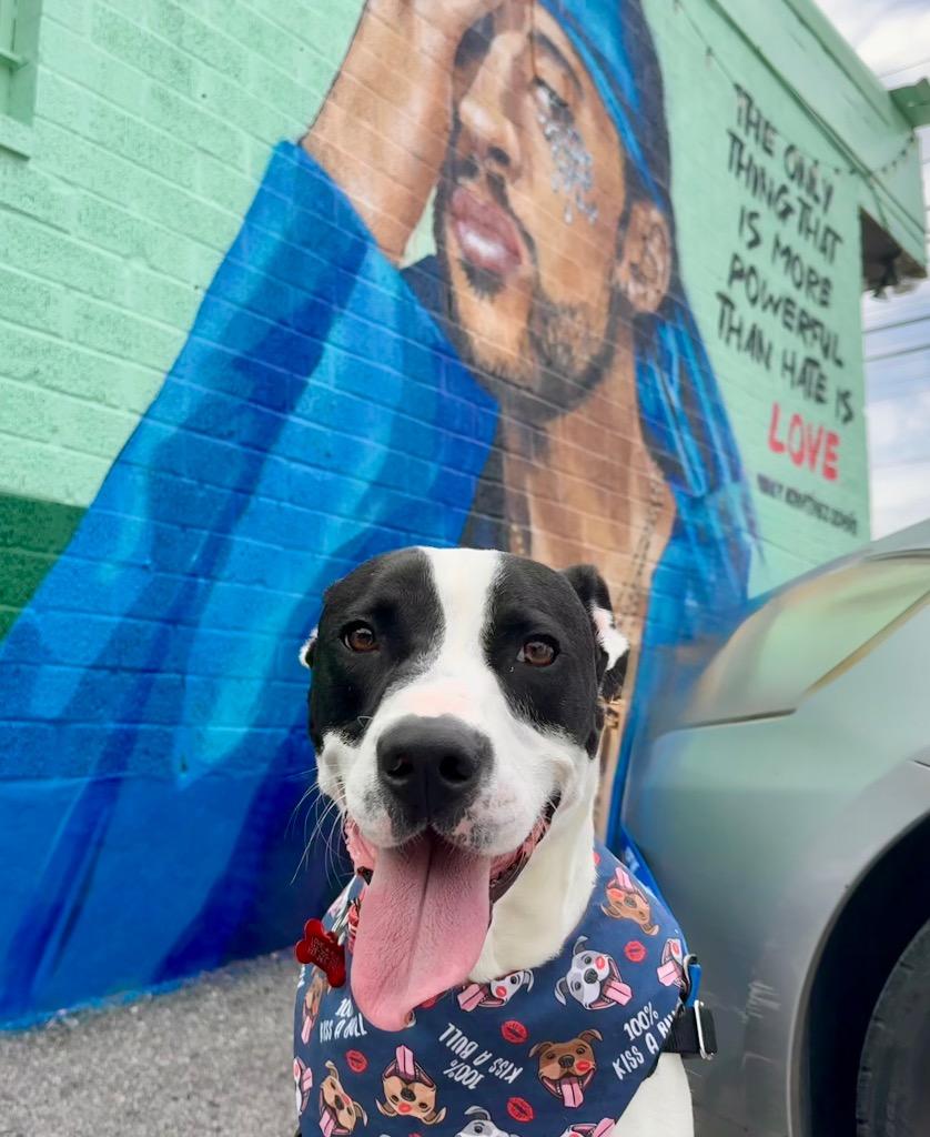 Benito, Adoptable, Adult Male Pit Bull Terrier.