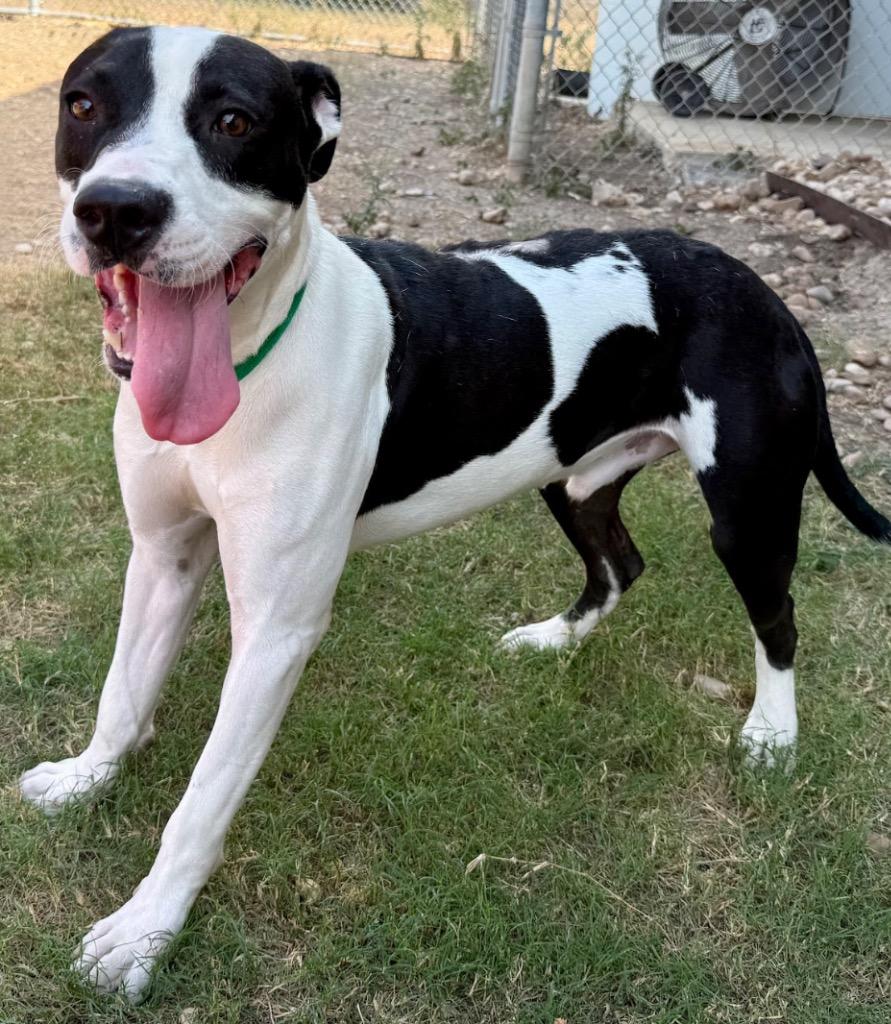 Enlarge Benito, a Adoptable Pit Bull Terrier in Austin, TX image 3/6