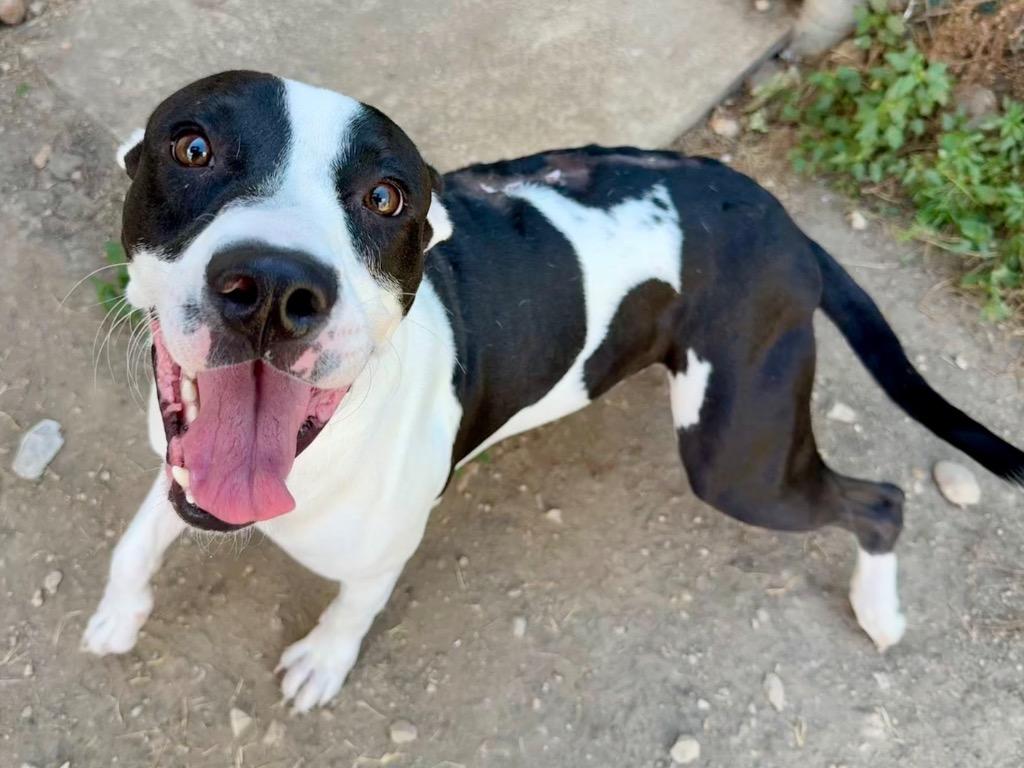 Enlarge Benito, a Adoptable Pit Bull Terrier in Austin, TX image 3/6