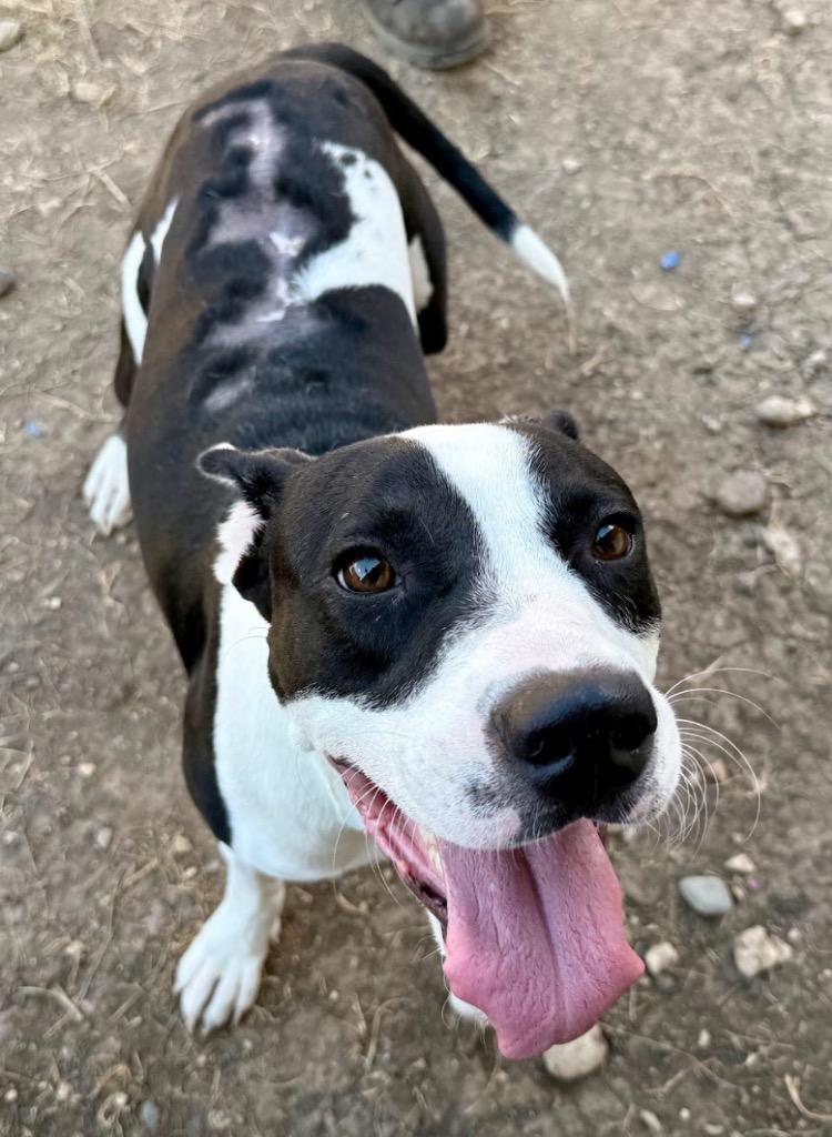 Enlarge Benito, a Adoptable Pit Bull Terrier in Austin, TX image 4/6