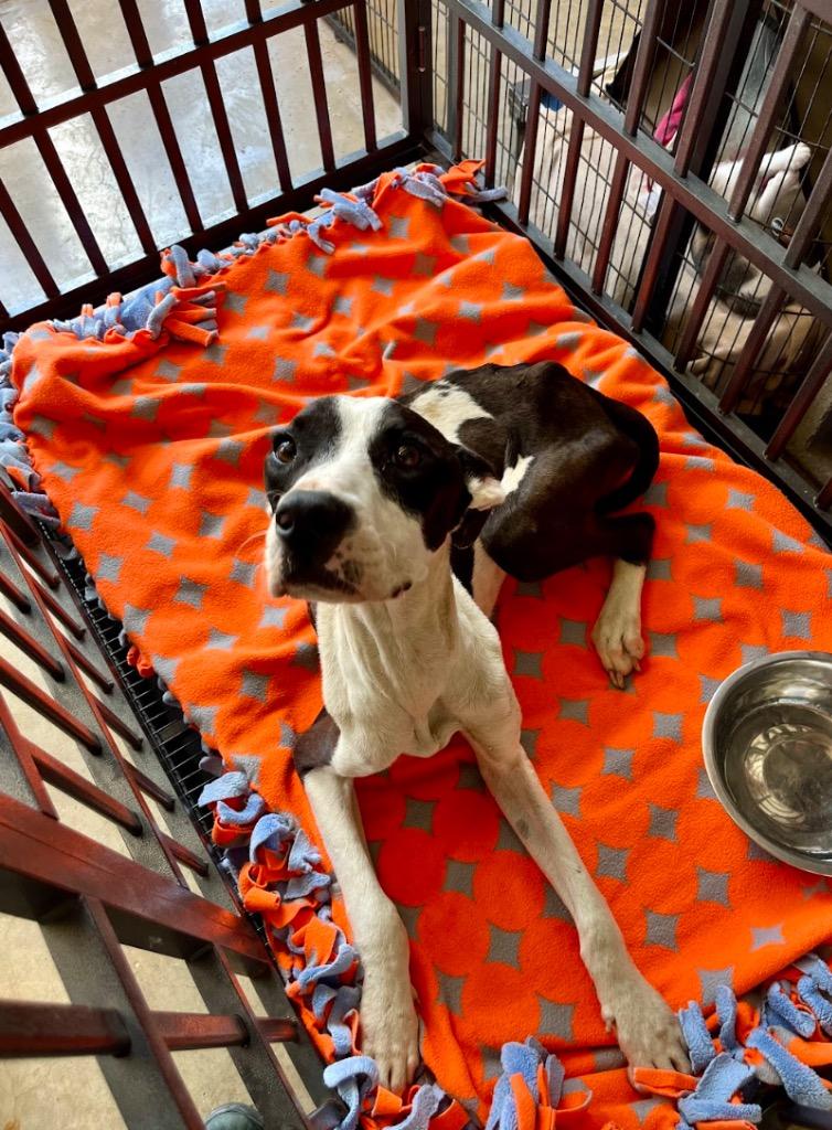 Enlarge Benito, a Adoptable Pit Bull Terrier in Austin, TX image 4/6