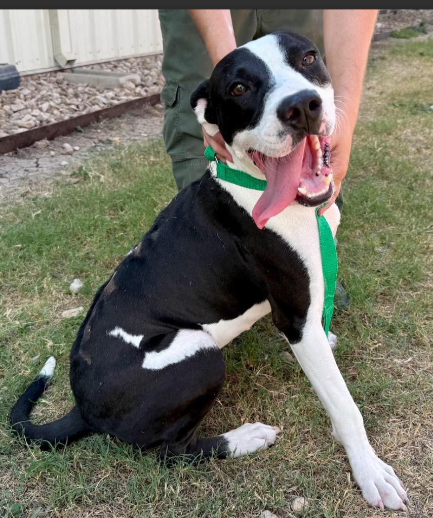 Enlarge Benito, a Adoptable Pit Bull Terrier in Austin, TX image 6/6