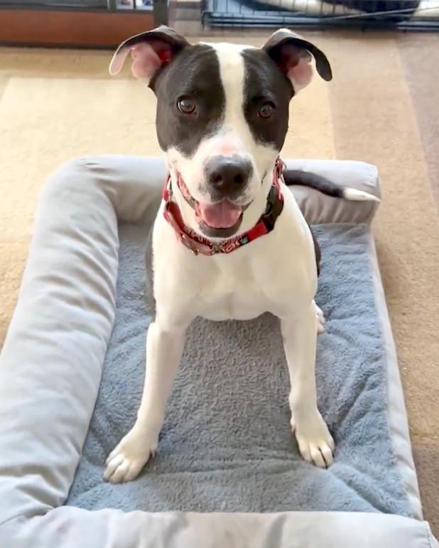 Enlarge Benito, a Adoptable Pit Bull Terrier in Austin, TX image 5/6