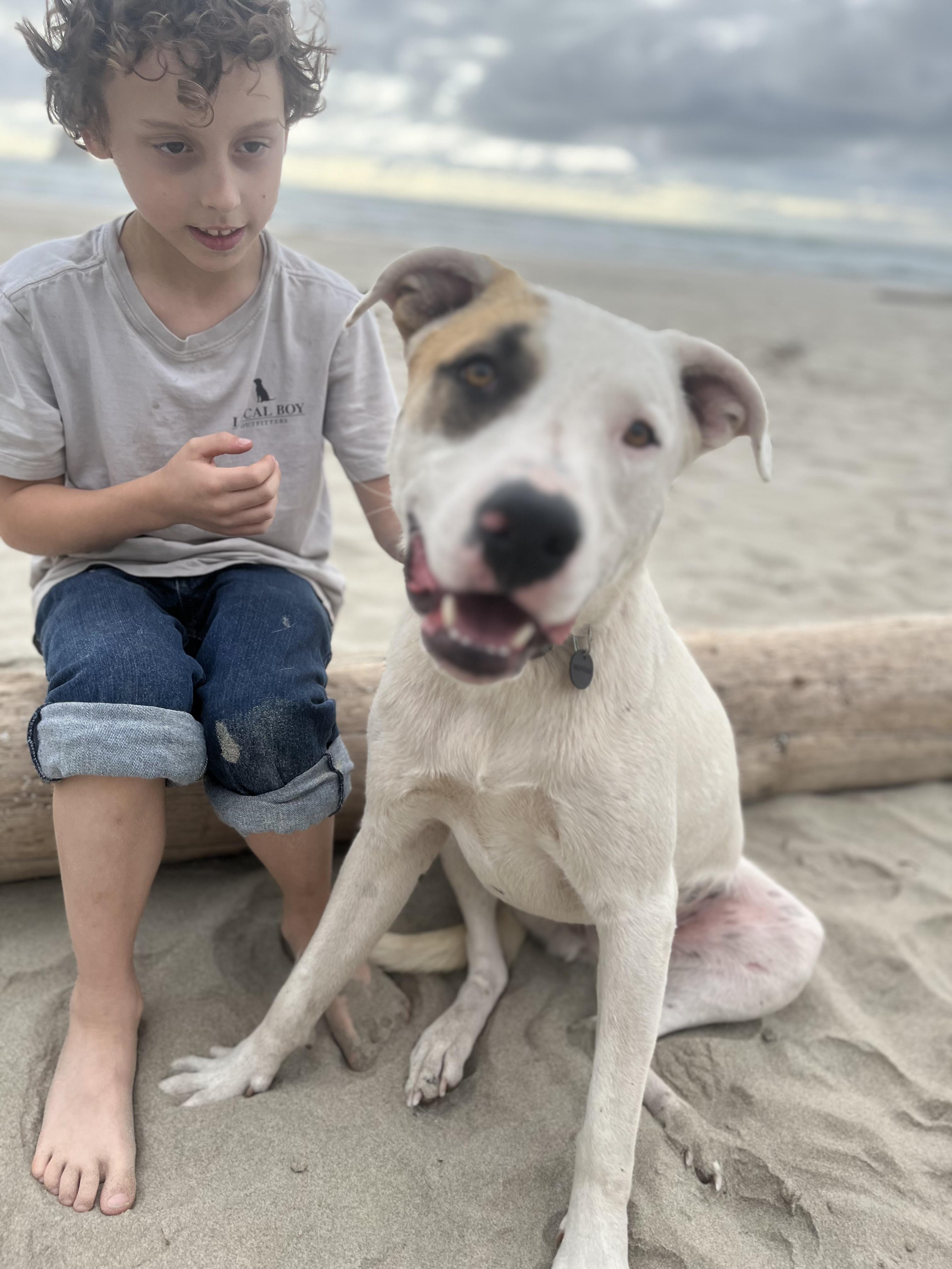 LUKE, a Adoptable mixed breed in Portland , OR image 4/6