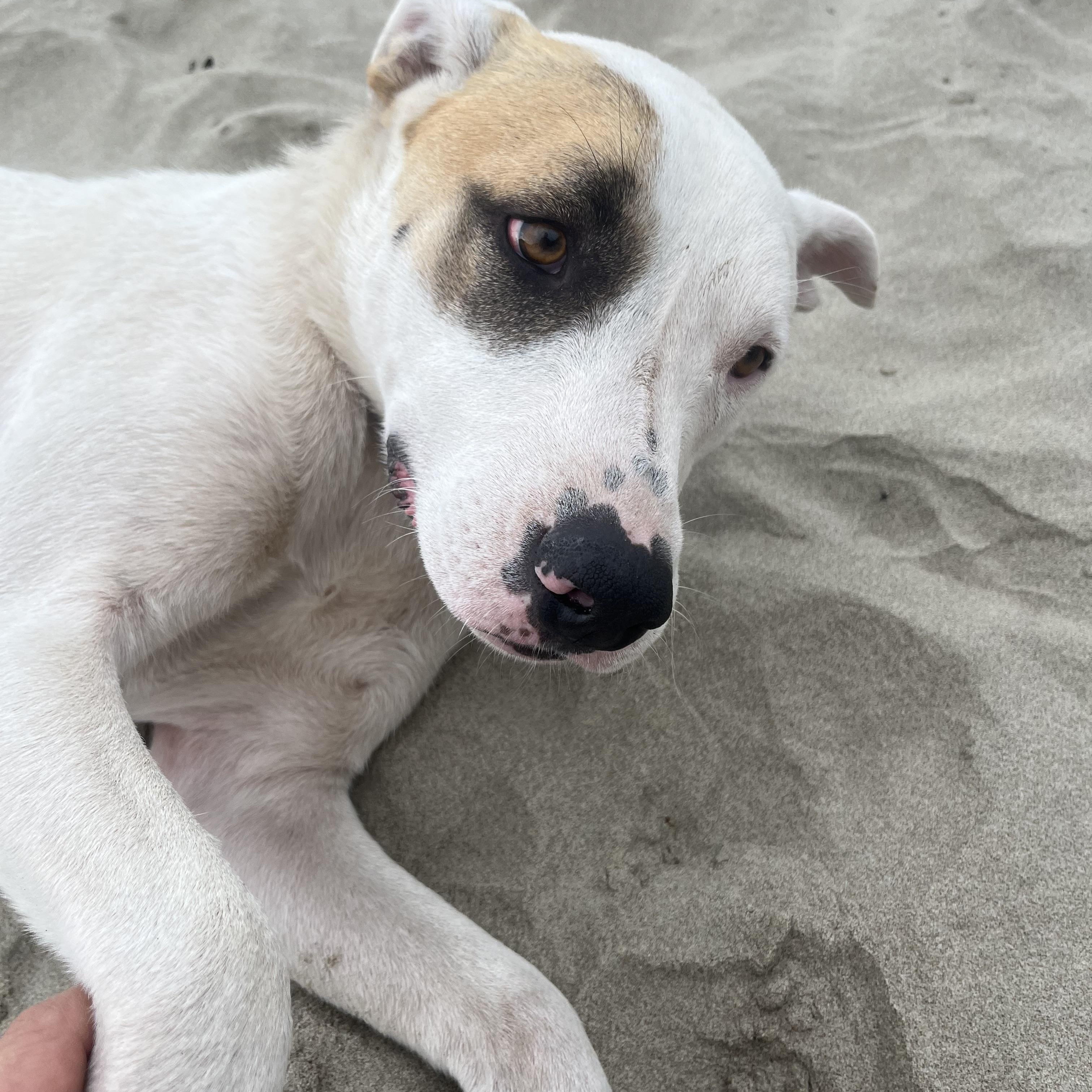 LUKE, a Adoptable mixed breed in Portland , OR image 2/6