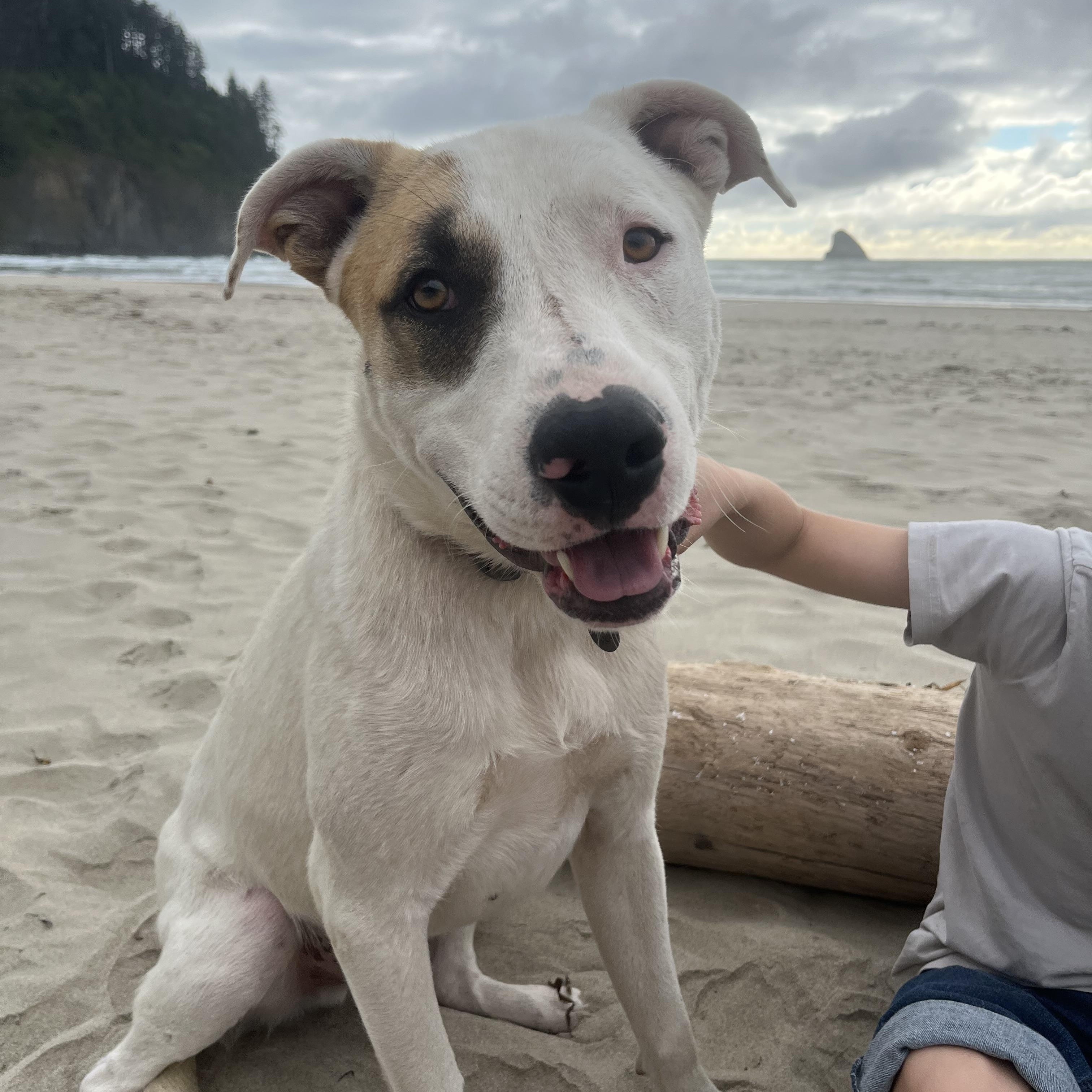LUKE, a Adoptable mixed breed in Portland , OR image 5/6